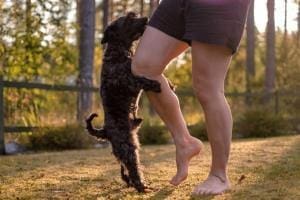 Obsédé sexuel mon chien?