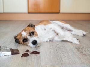 Chocolat, danger pour votre animal