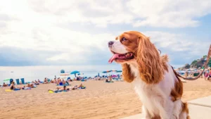 Bientôt les vacances