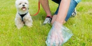 Les propriétaires de chien seraient ils champions du civisme?