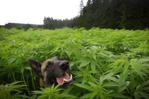 Solidarité: intoxiqué par du cannabis