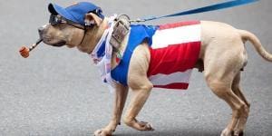 Parade canine d’Halloween à NY