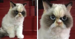 Meow Meow, le nouveau Grumpy