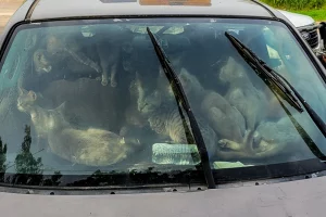 47 chats dans une auto