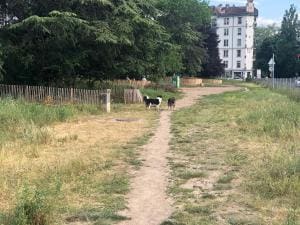 Le parc à chiens de Montbrillant en danger