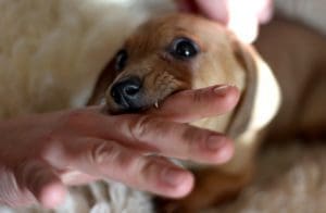 Les morsures de chien sont plus fréquentes les jours chauds