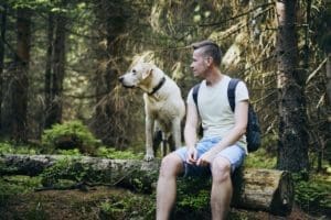 Les chiens bernois menacés d’être tenus en laisse en forêt
