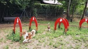 Annecy-le-Vieux : Un « caniparc » ouvert pour les chiens