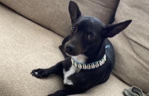 Le chien perdu à l’aéroport d’Atlanta il y a 24 jours est retrouvé
