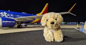 Une jeune fille perd son chien en peluche