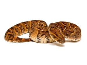 Puff adder