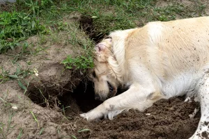 Un chien trouve un trésor enterré