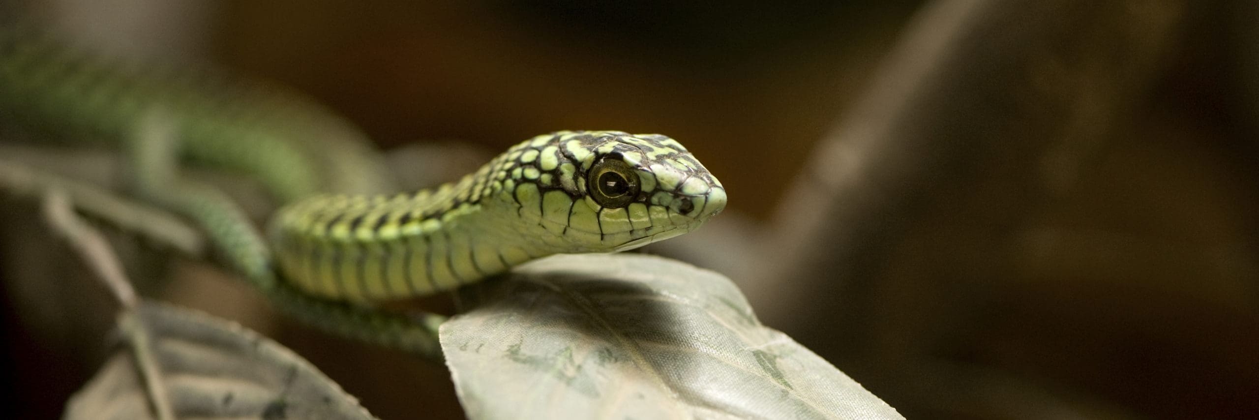 Boomslang