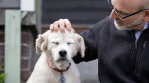 Les chiens de compagnie et la santé humaine : le vieillissement