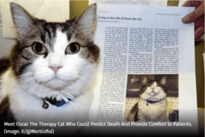 Oscar, le chat prédictif qui apaisait les patients