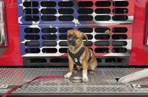 Le chien, un anti-stress pour une caserne de pompiers