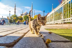 Les Chats et Chiens d’Istanbul
