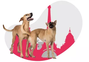 Chiens renifleurs pour punaises de lit pour les transports français