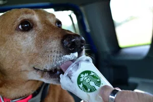 Il a ce chien en lui : la défense d’un client de Starbucks qui commande un « pup cup » (pappuccino) pour lui-même