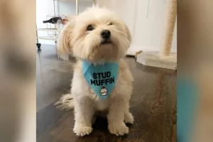 Suite à une séparation, procédure judiciaire pour la garde du chien