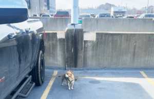 Chihuahua abandonné à l’aéroport international de Pittsburgh