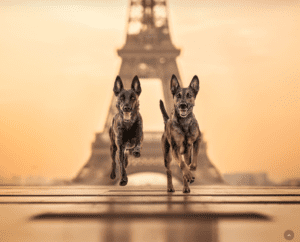 Les Dog Photography Awards 2023 : L’art de capturer nos compagnons canins à travers l’objectif