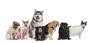 Informations surprenantes sur la stérilisation des chiens et l&rsquo;obésité