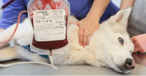 Votre chat ou chien peut sauver des vies par le don de sang