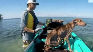 île Thatch Caye : Un photographe sauve un chien affamé