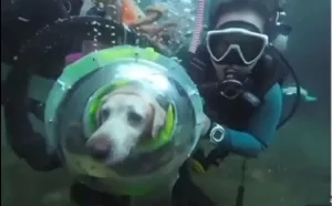 Controverse autour d’une vidéo : Un chien en plongée sous-marine