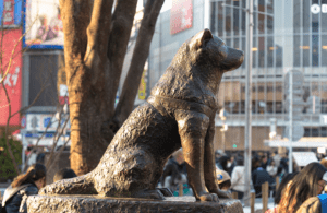 Le centenaire de Hachiko : Un amour inaltéré