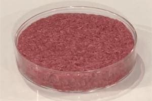 Viande synthétique pour animaux de compagnie : Autorisée en UE