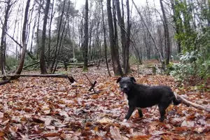 Rose, la chienne rescapée, après six ans à l’état sauvage
