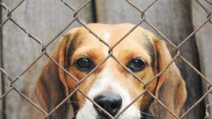 Expériences sur animaux financées par le Téléthon