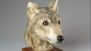 La reconstitution 3D étonnante d’un chien néolithique écossais