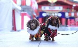 Shichi-Go-San pour les animaux