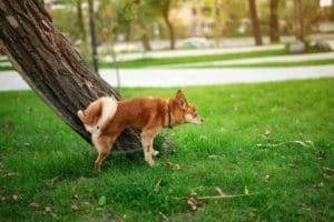 L’urine canine au service de la médecine régénérative vétérinaire
