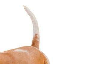 Les secrets du remuement de queue chez les chiens