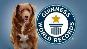 Le titre du ‘chien le plus vieux du monde’ en suspens