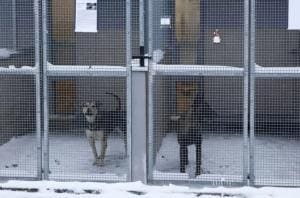 Suite à la vague de froid, un refuge pour chiens polonais place urgemment 120 chiens dans des foyers