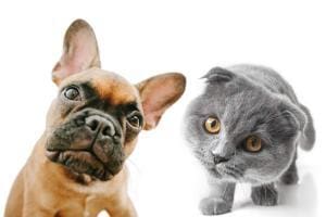 Qui est plus intelligent entre chiens et chats ?