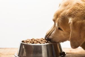 Analyse mondiale des coûts de l&rsquo;alimentation canine