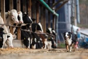 Cas rarissime de fièvre catarrhale chez un chien aux Pays-Bas