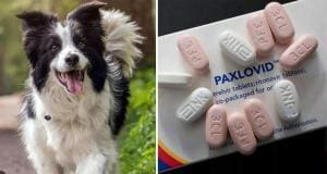 Un médicament COVID pour humains utilisé pour sauver les chiens atteints de la maladie mystérieuse