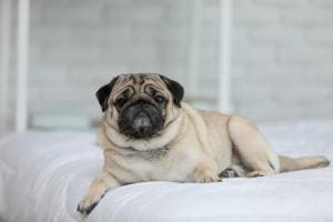 Les chiens au museau plat : Communication canine difficile