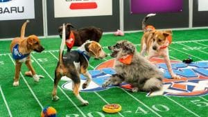 Le « Puppy Bowl », un soutien aux chiens des refuges