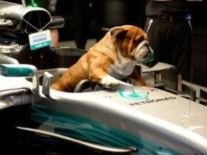 Roscoe : Bientôt membre de la Famille Ferrari
