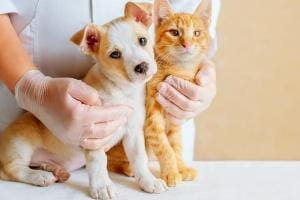 La Journée mondiale de la stérilisation des animaux de compagnie