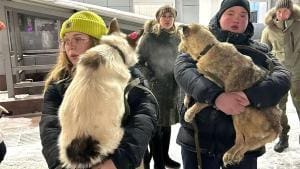 Russie : Sauvetage dans l’urgence de chiens d’un refuge