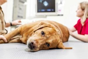 Cancer chez les chiens : Comprendre, diagnostiquer et traiter